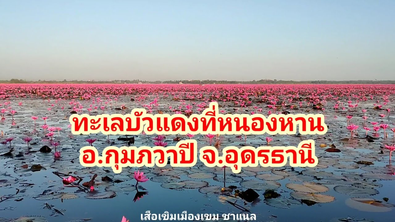 #ทะเลบัวแดง ที่หนองหาน อ.กุมภวาปี จ.อุดรธานี