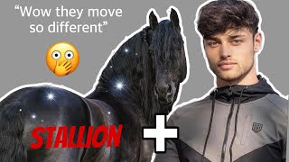 RIDING A FRIESIAN STALLION FOR THE FIRST TIME