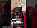 狗狗偏心藏不住媽媽一問笑開花　問到爸爸名字竟瞬間變臉！ #shorts @Truemii