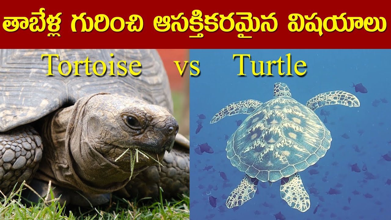 Tortoise turtle tortoise vs turtle difference between tortoise and