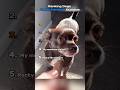 Ranking Dog Understanding Humans