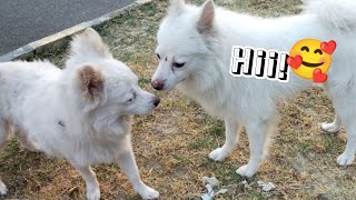 My Pomeranian meets his Brother For the first Time ❤️🥰 #pomeranianpuppy #pomeranian #cutevideo