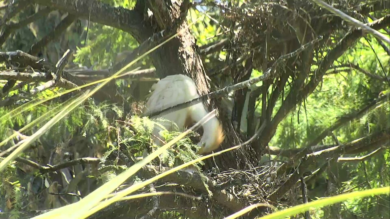eggs florentine Alligator Swamp and Spoonbills Cam 08-20-2018 10:34:07 - 11:06:50