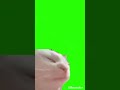 ♤■CAT футаж #roblox #bs #cat #роблокс #cats #tiktok #роблоксер #duet #brawlstars #memes
