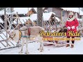   lapland  reindeer   reindeers ride in lapland
