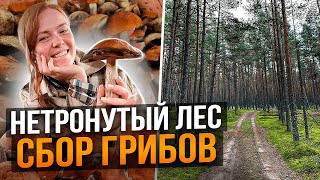 СОБИРАЕМ ГРИБЫ В НЕТРОНУТОМ ЛЕСУ У ДОМА | Будни фермера