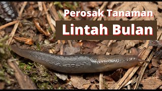 Tips Basmi Perosak Tanaman : Lintah Bulan