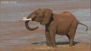Elephants: up close and personal - Planet Earth Live - BBC One