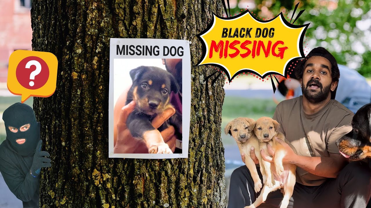 Black Dog is Missing 💔 | പട്ടിക്കുട്ടിയെ കള്ളൻ കൊണ്ടുപോയി...... ☹️