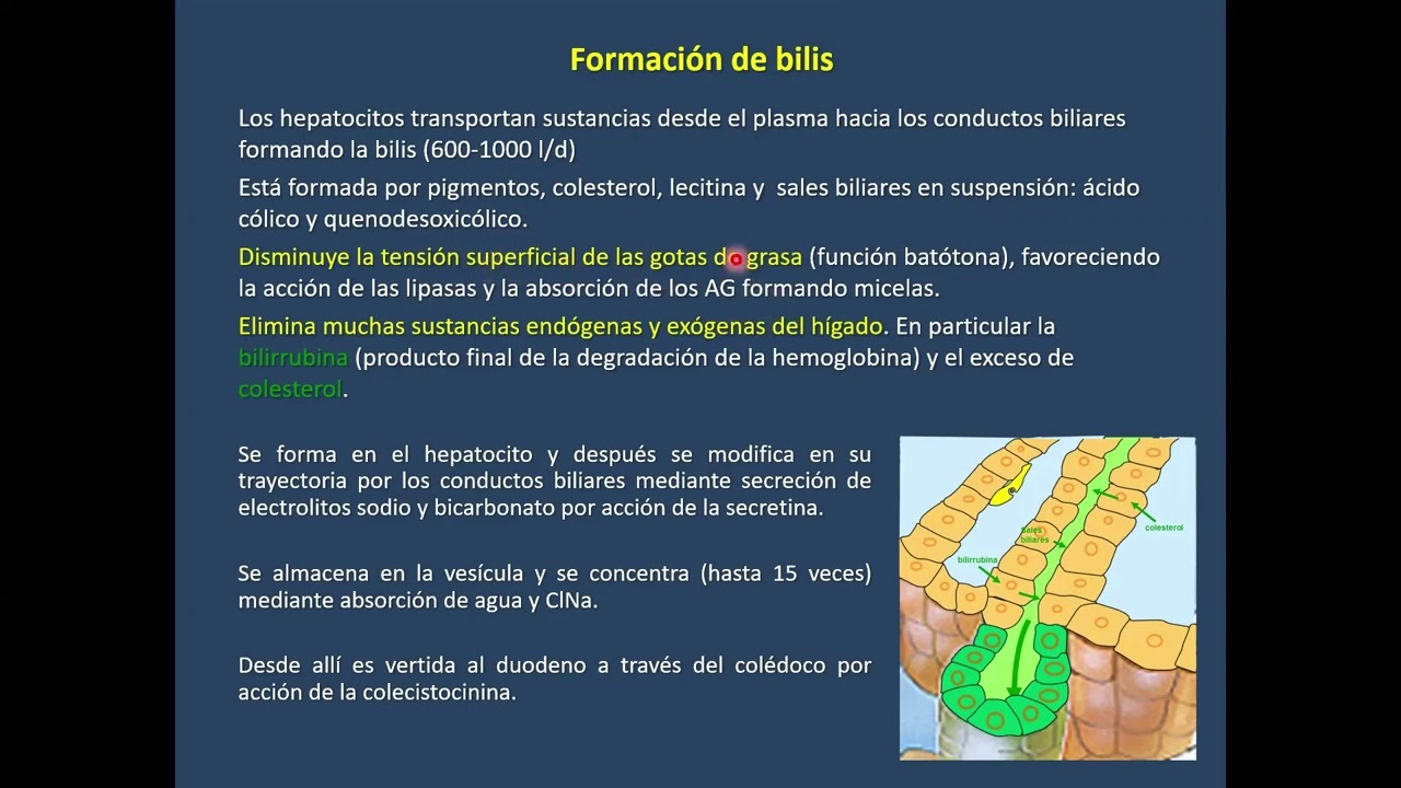 Fisiología Hepática