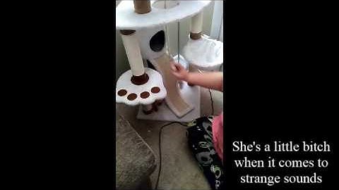 Home Made Cat Nip Spray