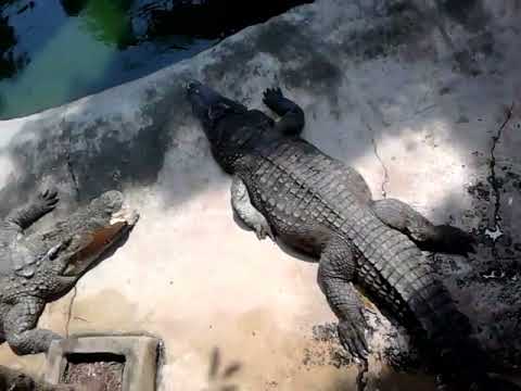 Тайланд крокодиловая ферма