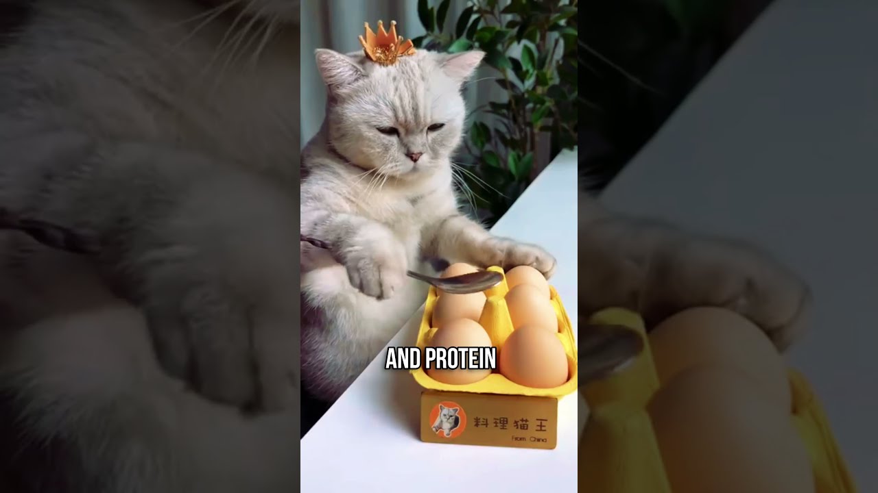  Top 4 Human Foods For A Healthier Cat