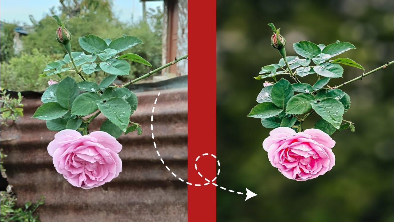 Lightroom flower photo editing simple settings and background blur 