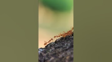 Ants Motivation #leadership #discipline #teamwork