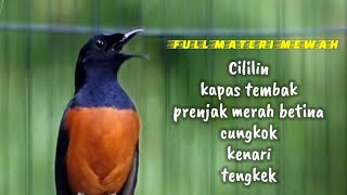 Download Lagu Murai Batu gacor full isian mewah,ampuh untuk membakar EMOSI semua jenis murai batu MP3