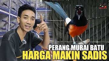 KIOS LEGEND ! ANGKAT BICARA MAKIN SADIS, JUAL MURAH BURUNG MURAI BATU, DI PASAR BURUNG PRAMUKA
