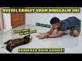 Bikin Terharu! Ditinggal Seminggu, begini Reaksi Oki si Berang-berang Pintar Saat Pertama Ketemu