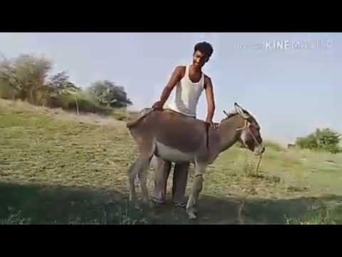 Super Murrah Donkey Meeting - Indian donkey.