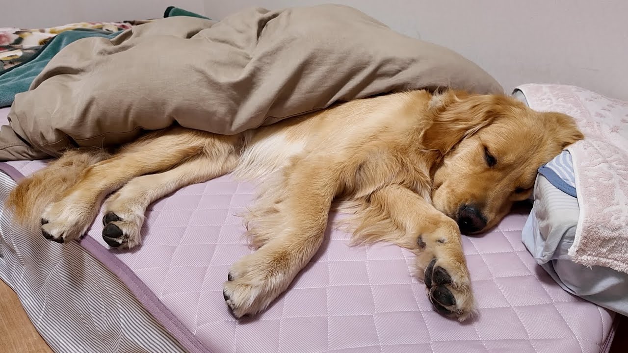 We will do everything we can as a family to protect this dog's