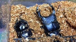 【昆虫飼育】今期ブリード開始！まずはペアリング