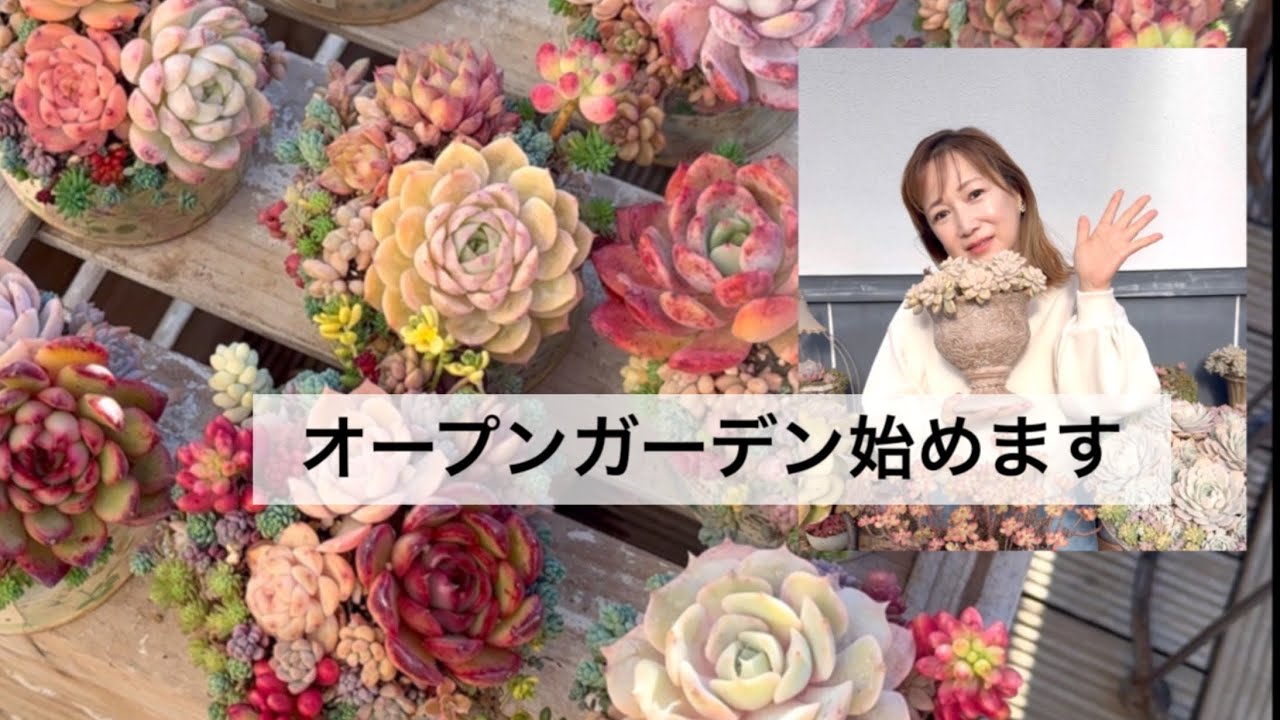 #99 【12月の多肉棚】オープンガーデンとたくらみ📍