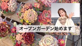 99 [December Succulent Shelf] Open Garden and Schemes 📍 - YouTube