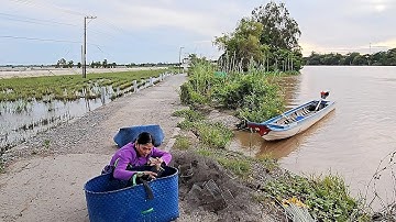 Kết Quả Khi Bẫy Chuột Đồng Nước Nổi Cập Mé Sông Hậu#vợchồngmiềntâytv
