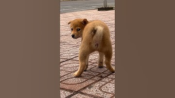 Coi con chó con ỉa nè cô chú