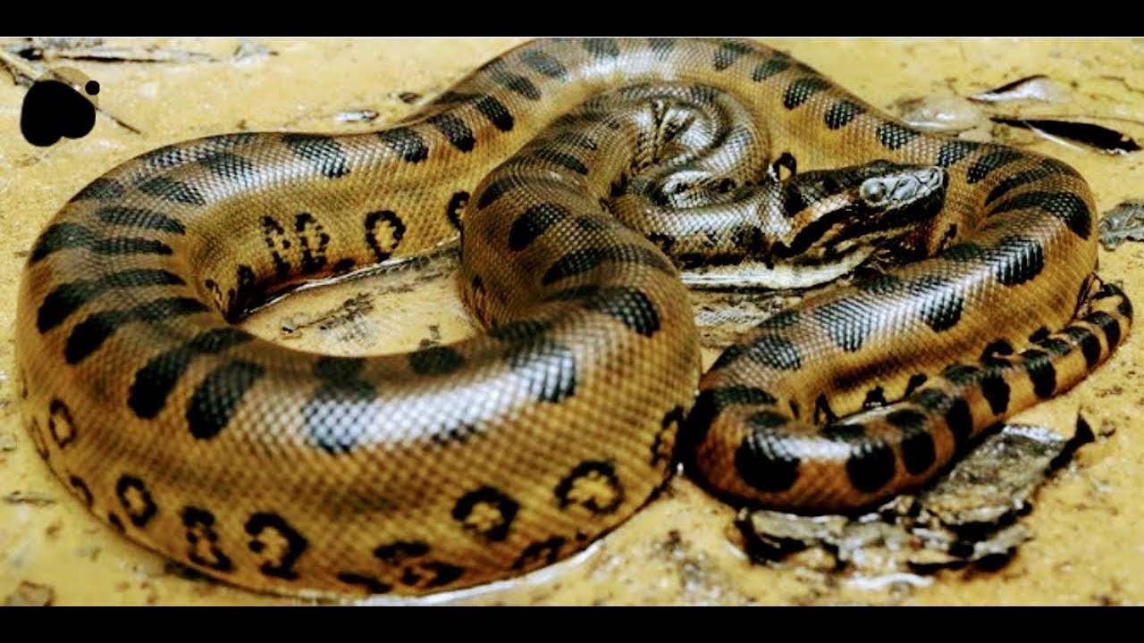 free download anaconda videos free download anaconda videos