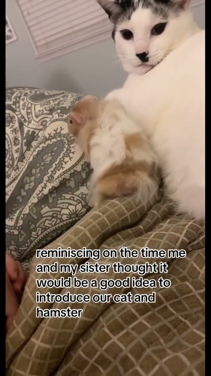 Kittyo introduced to prvnci unto like the next album