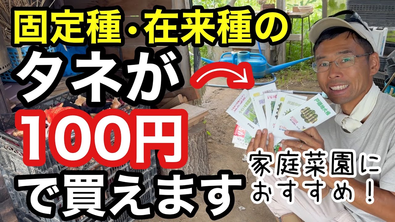 チャタロウチ　値下げしました野菜天然育ちセリ苗 I found a place where you can buy heirloom and traditional seeds
