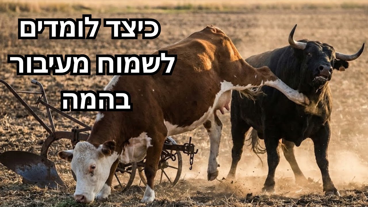כיצד לומדים לשמוח מעיבור בהמה — שיעור מעורר השראה על אמונה ומטרה אחת ...