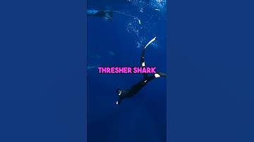 Top 3 MEGALODON Descendants #Shorts #Shark