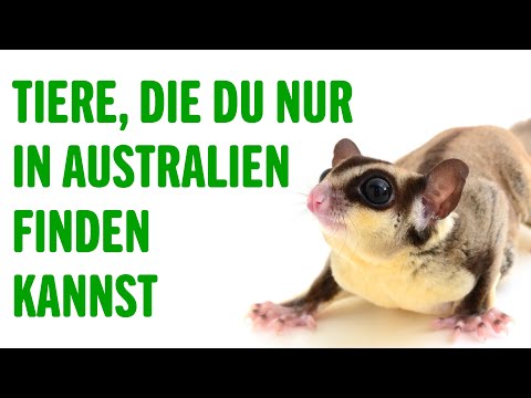 Video: Welches Känguru ist das Nationalsymbol Australiens?