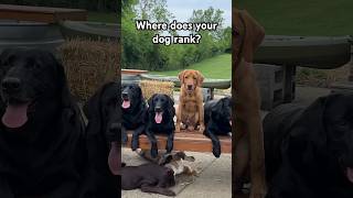 Where does your dog rank? #puppytraining #labradorretriever #retriever