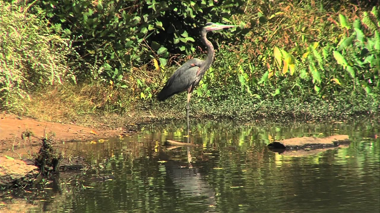 Emory History Minute: Lullwater Preserve