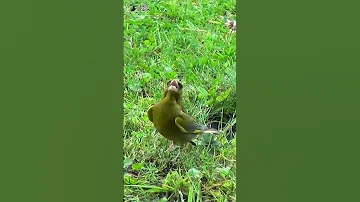 Танец самца, зеленушка. Dance of the male, greenfinch. 💕
