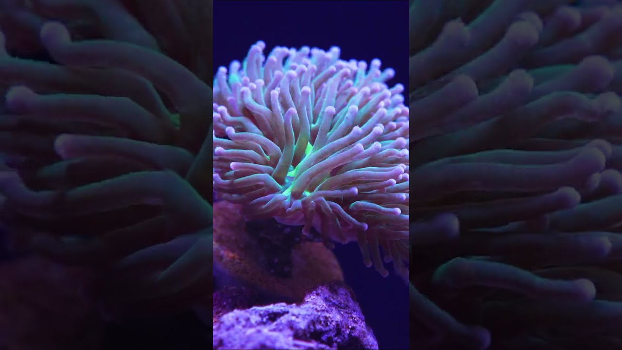 Green, purple, and pink—this torch has it all 🌈🔥