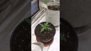 Season 1 Episode 2 of the #ILGM White Widow Autoflower Grow