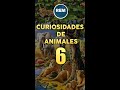 Curiosidades de animales 6 #animales #curiosidades #cocodrilo #elefante #peces