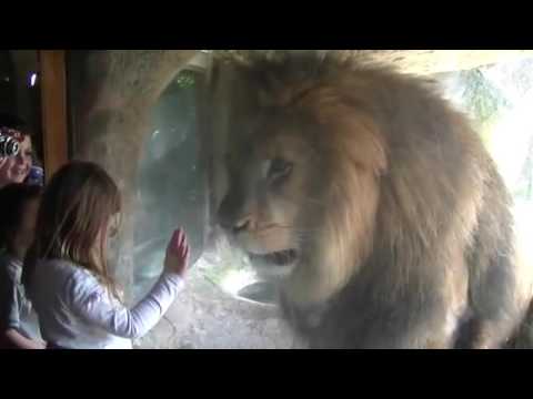 Video: Quando ruggiscono le leonesse?