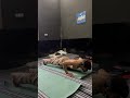 🦍#gymlife #trending #viral #viral #youtubeshorts #gym #viralvideo #viralshorts