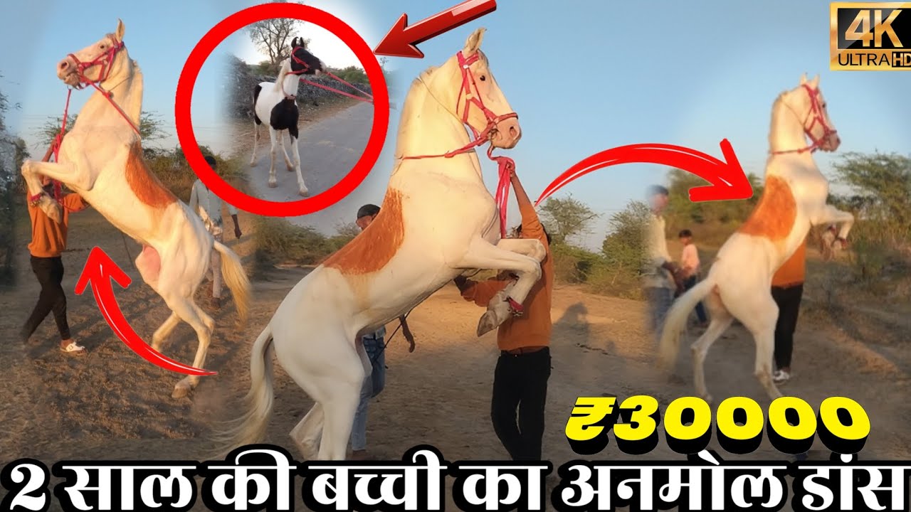 2 साल की बच्ची का अनमोल डांस || Price 30,000 हाजार रुपैया में|| घोड़ी का बच्चा डांस चौताला धमाल,अदर|