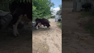 #bigbull #cow #backworkoutandarms #smental #farming #meat #animals #goat #bull #food #gosht