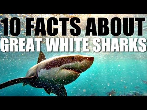 Video: White shark: lifestyle, interesting facts and habitat