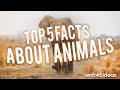 Top 5 amazing facts about animals  must watch from unfold ideas