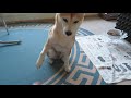 お手もおかわりも仕方がなくする柴犬