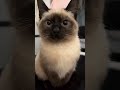 You are so cute 🎀#catshorts #cat #catvideos #cute #funny
