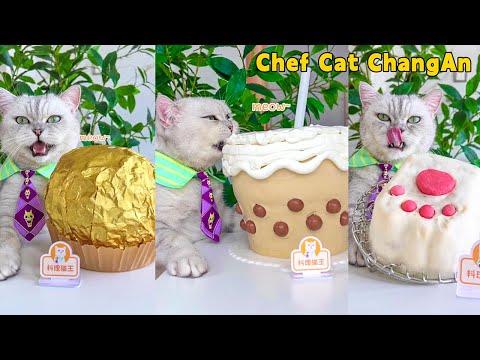 😉Show Off Chef Cat’s Giant Food Cooking Skills!🍰|Cat Cooking Food|Cute And Funny Cat
